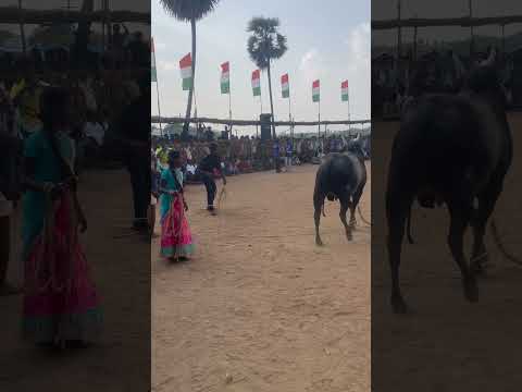 ❤️ #jallikattu #bikelover #madurai