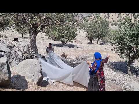 Harvesting mountain pistachios from the heart of nature