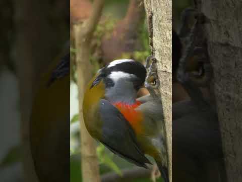 Toucan Barbet #shorts