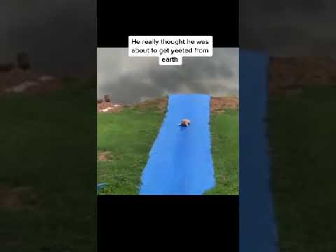 FLYING DOG #SHORTS #FUNNY #TIKTOKDOG 🤣 Funniest 🐶 Dogs and 😻 Cats - Awesome Funny Pet Animals