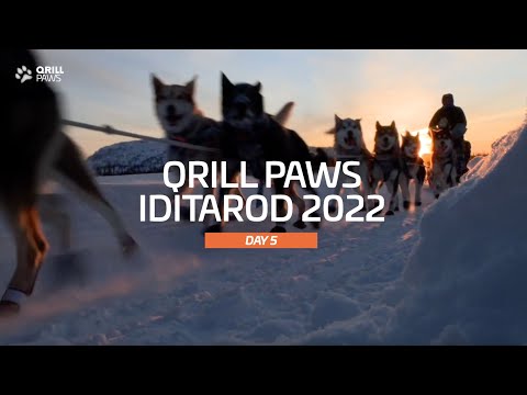 Iditarod Highlights | DAY 5 | QRILLPAWS 2022