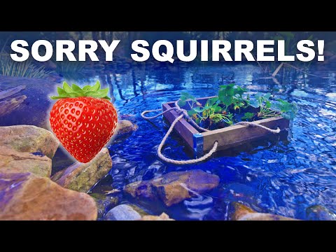 Floating strawberries, tented gardens and other squirrel foils