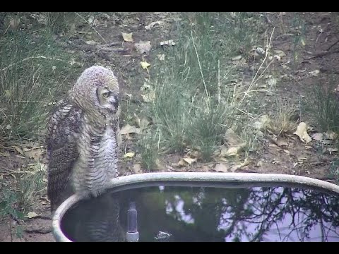 Chiricahua Mountain water tank in south east Arizona, along the creek. Lions, Bears & more.