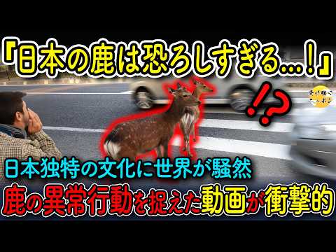 【海外の反応】「日本の鹿は異常だ..」日本文化を象徴する独特な光景に世界中が驚愕した理由とは!?