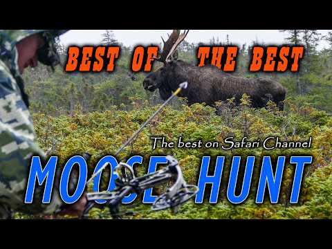 🦌TOP 20 Moose hunts on  Safari Channel🏹