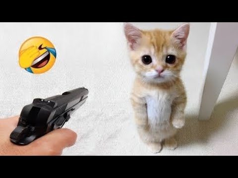 CATS🐈 VS 🐕 DOGS | Funny Animals Video | Animals Video