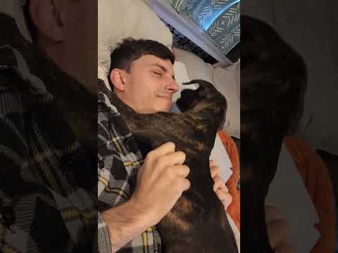 MaN bRuTaLlY mAuLeD bY vIsCiOuS pItBuLl