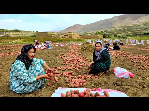 Daily lifestyle of Afghan girls | How the villagers collect their potato crops