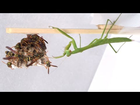 カマキリに蜂の巣を襲撃させると…