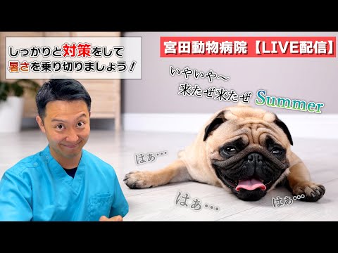 宮田動物病院 ライブ配信【MAHチャンネル】