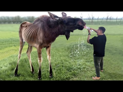 45 Animals That Asked People for Help & Kindness !