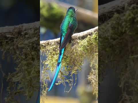 Long-tailed Sylph #shorts #hummingbird