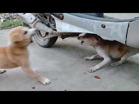 Dog puppy from street New Atrocities VID 20240101