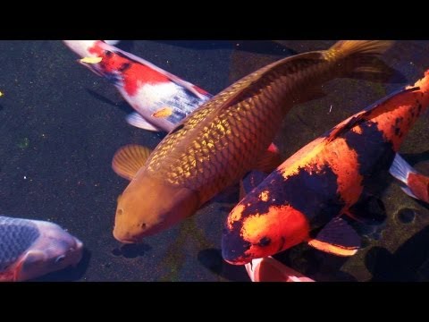 Zen Garden - Koi Pond Relaxation, Meditation, Mindfulness Stress Reduction (Full Length)