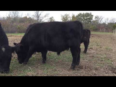 Avalon Deadwood and Avalon Denver - Fullblood American Aberdeen yearling bulls