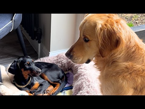 Golden Retriever Learns To Bond With New Puppy (He Wasn’t Sure)