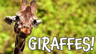 Giraffes!  Learn about Giraffes for Kids