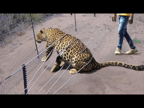 Animals That Asked People for Help & Kindness | Best Moments of Spring !