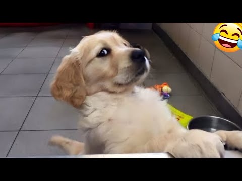 😻 New Funny Cats And Dogs Videos 2025 😆 Best Funniest Animal Videos 🤣