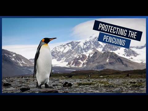 Protecting the Penguins | Royal Navy