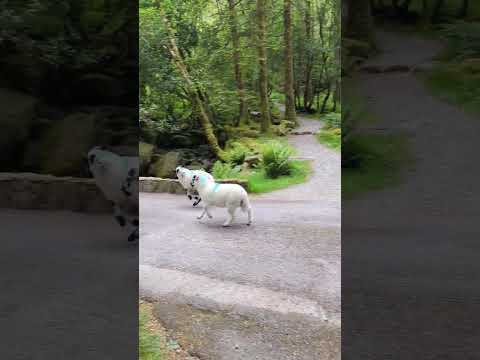 Sheep in Gougane Barra National Forest Park | County Cork, Ireland