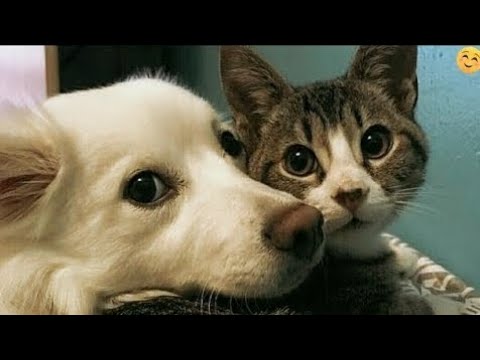 Wait For End 😜😜😜 | Funny_ANIMALS_videos_😂_Funniest_CATS😺_and_DOGS🐶_2025