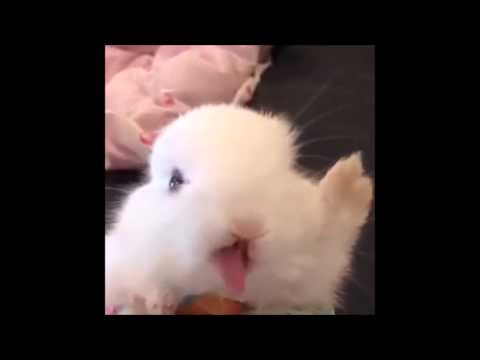 Cute White Bunny Rabbit Feeding Time!