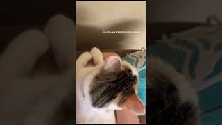 Funny animal videos I found on Instagram and Tiktok #shorts #funnyanimals #cat #funnypets #funny