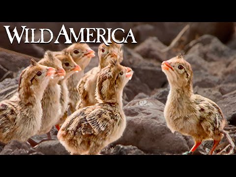 Wild America | S6 E3 Pretty as a Quail | Full Episode HD