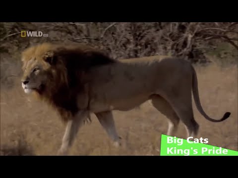 Big Cats | The King's Pride (Wildlife Documentary)