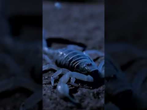 Scorpions are not only desert ninjas, but they can glow in the dark 🦂 #AmazingAnimals #NatGeoKids