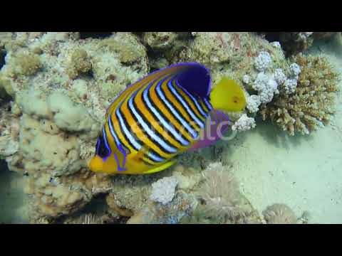 Underwater fascinating scene of nature