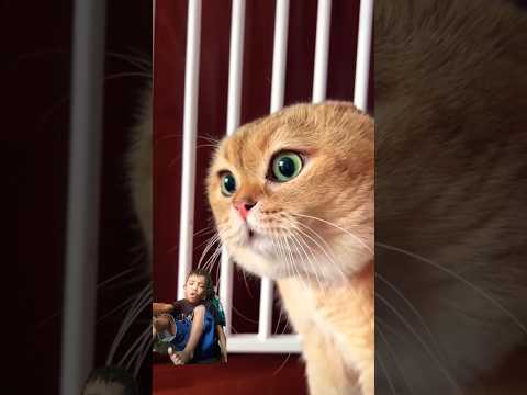 Two Cats Talking Meme Origin#viral #funny #shorts #cat