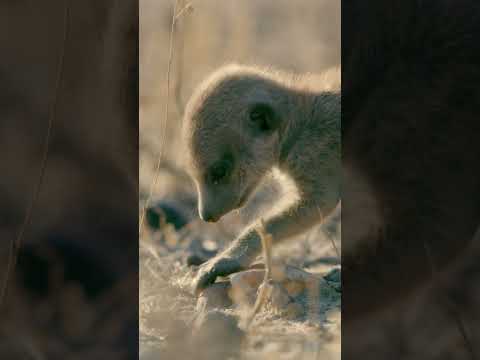 Hakuna Matata! #Meerkats #BabyAnimals #NatGeoKids