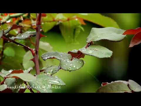 Calming Piano Music and Soothing Rain Sounds The Perfect Background for Relaxation and Sleep