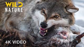 NORTH AMERICA | Survival Journey Against Predators in the Grasslands | Animal documentary