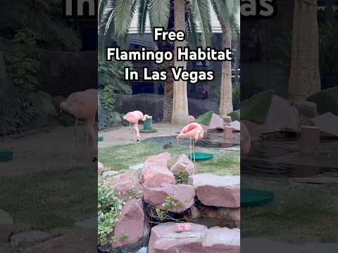 Flamingo Hotel in Las Vegas #freethingsinlas #wheretogoinvegas #lasvegasattractions #lasvegashotels