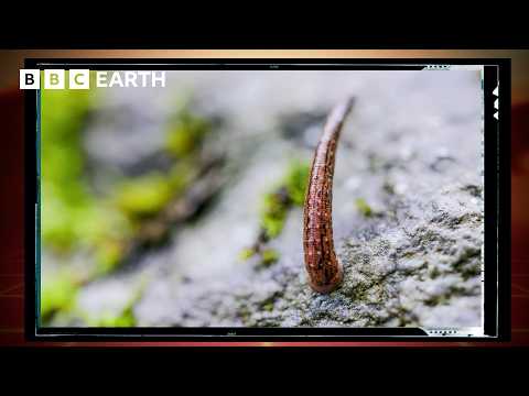 Leeches Are A Walking Blood Bank | Save Our Species | BBC Earth Science