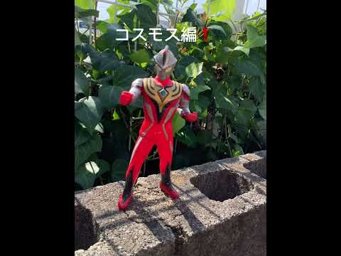 コスモス☺️#ウルトラマン #ultraman #奥特曼