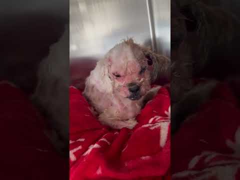 Covered In Maggot-Filled Wounds, Poor Girl Is Torn Apart Then Dumped At The Shelter [STORY BELOW]