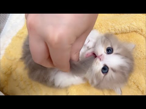 ふわふわの子猫たちがあなたを魅了します ♥