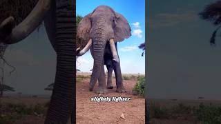 Heaviest Animals on Earth#Wildlife #AnimalFacts #Nature #DidYouKnow #shorts #youtubeshorts