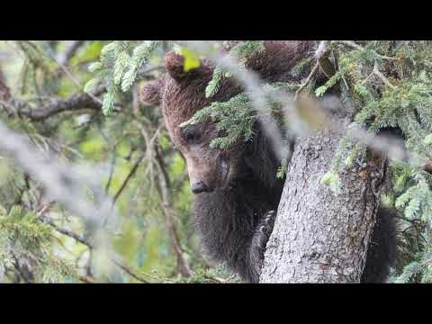 Brown Bears Revealed! Rare Facts to Change How You See Them! #BearFacts #DiscoverWildlife #NatureLov