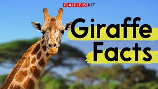 Amazing Giraffe Facts You Need To Know!