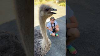 The largest “and the cutest” bird on earth! #wildlife #viral #reels #wow #brookecarter #cuteanimals