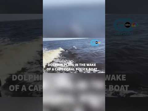 Dolphin plays in the Gulf off the Florida coast in the wake of CCPD boat (CREDIT: CCPD)