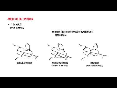 Femur clinical anatomy - fractures, angle of inclination and declination and blood supply