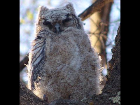 Wildlife camera Chiricahua Mountains in south east Arizona Cochise County Live streaming