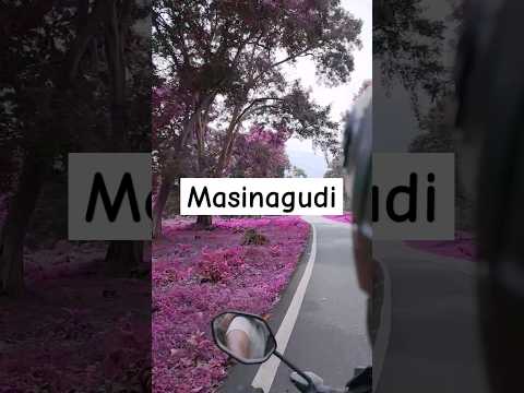 Better to see something once than hear about it a thousand times 💜 Masinagudi | #travel #ride #short