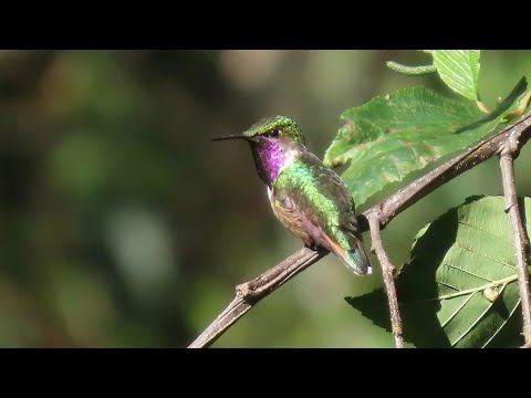 Bumblebee Hummingbird and its Call